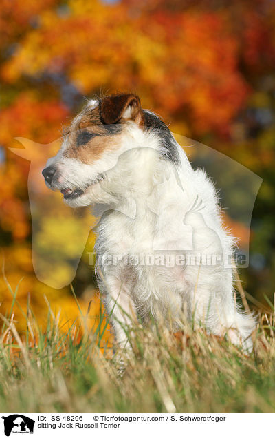 sitting Jack Russell Terrier / SS-48296