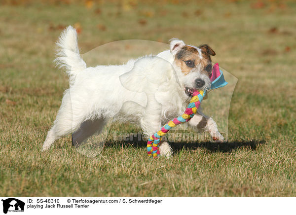 playing Jack Russell Terrier / SS-48310