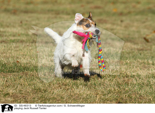 playing Jack Russell Terrier / SS-48313