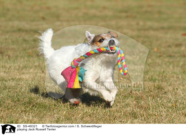 playing Jack Russell Terrier / SS-48321