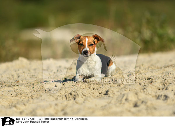 lying Jack Russell Terrier / YJ-12738