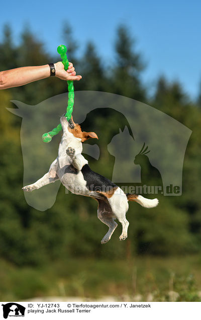 playing Jack Russell Terrier / YJ-12743