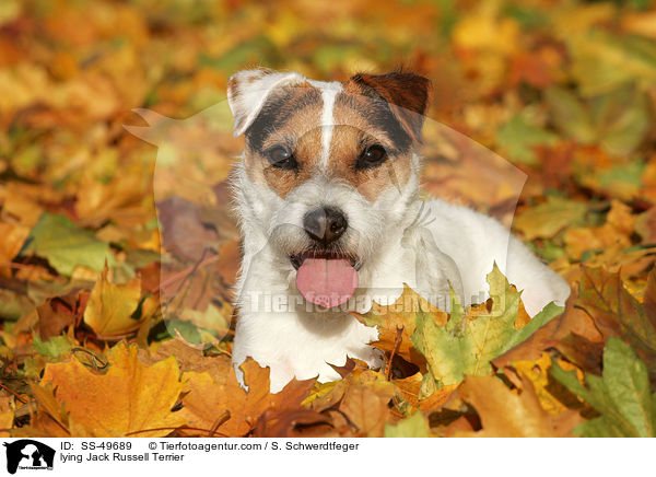 lying Jack Russell Terrier / SS-49689