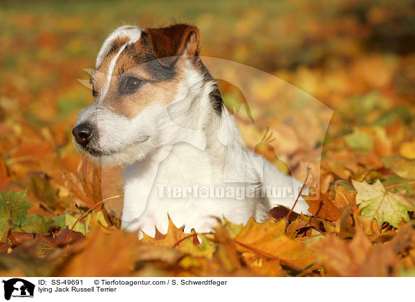 lying Jack Russell Terrier / SS-49691