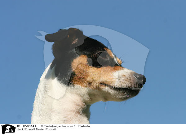 Jack Russell Terrier Portrait / Jack Russell Terrier Portrait / IP-03141