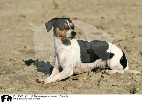 liegender Jack Russell Terrier / lying Jack Russell Terrier / IP-03142