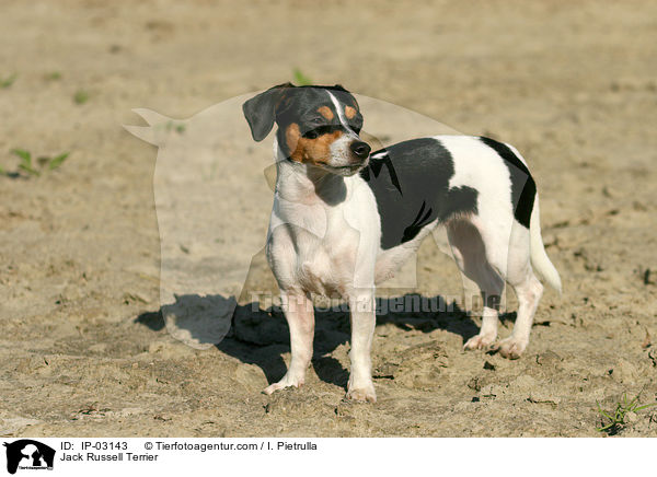 Jack Russell Terrier / Jack Russell Terrier / IP-03143
