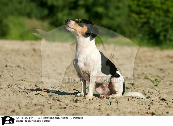 sitzender Jack Russell Terrier / sitting Jack Russell Terrier / IP-03144