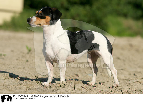 Jack Russell Terrier / Jack Russell Terrier / IP-03145