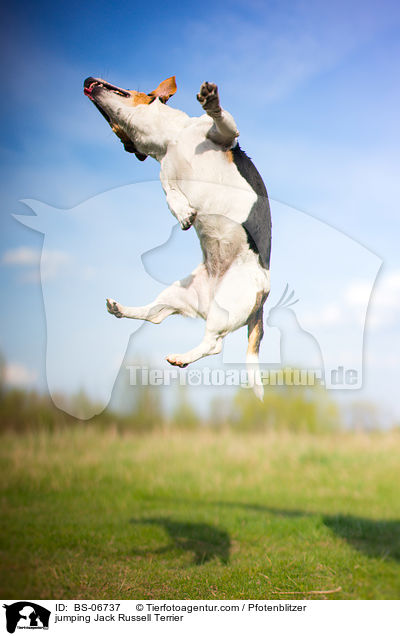 springender Jack Russell Terrier / jumping Jack Russell Terrier / BS-06737