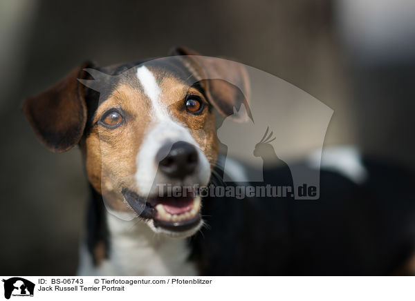 Jack Russell Terrier Portrait / BS-06743