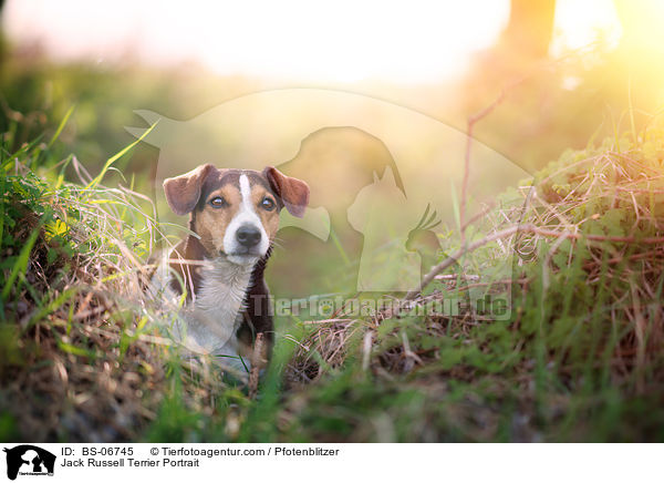 Jack Russell Terrier Portrait / BS-06745