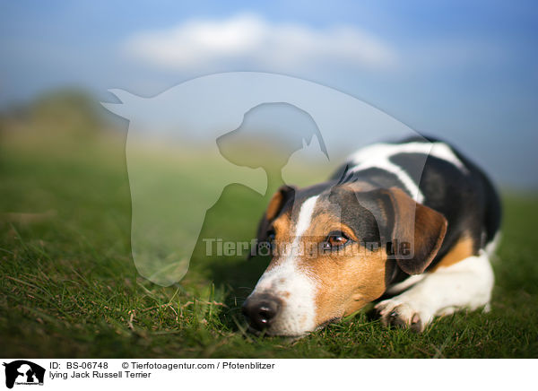 liegender Jack Russell Terrier / lying Jack Russell Terrier / BS-06748