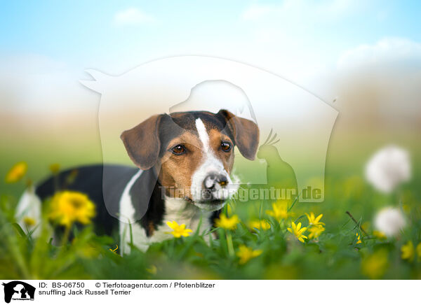 schnuppernder Jack Russell Terrier / snuffling Jack Russell Terrier / BS-06750