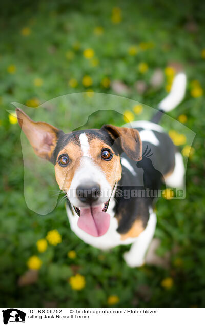 sitting Jack Russell Terrier / BS-06752