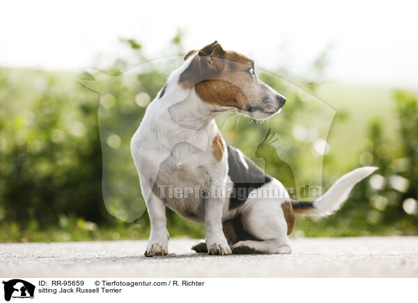 sitzender Jack Russell Terrier / sitting Jack Russell Terrier / RR-95659