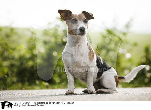 sitzender Jack Russell Terrier / sitting Jack Russell Terrier / RR-95661