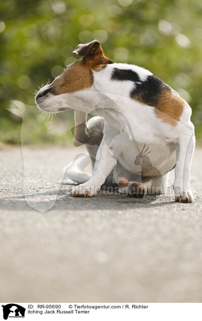 Jack Russell Terrier juckt sich / itching Jack Russell Terrier / RR-95690