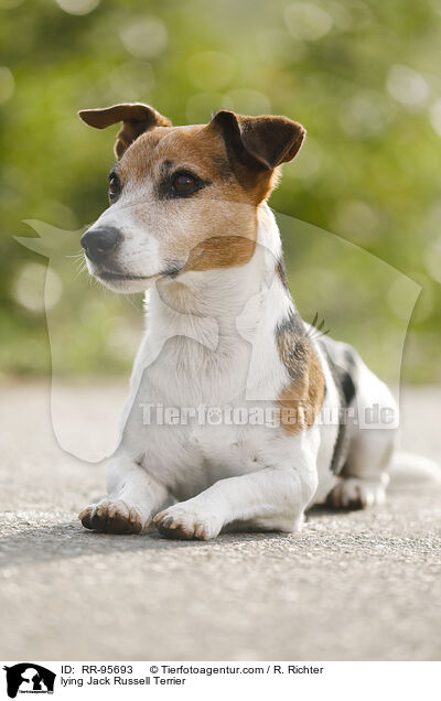 liegender Jack Russell Terrier / lying Jack Russell Terrier / RR-95693