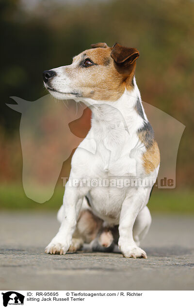 sitting Jack Russell Terrier / RR-95695