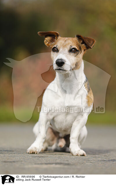 sitting Jack Russell Terrier / RR-95696