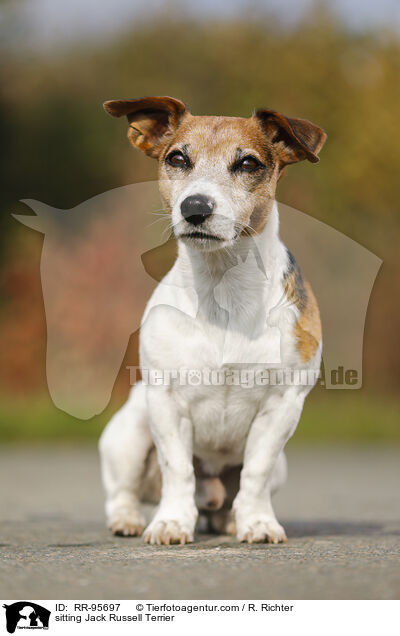 sitzender Jack Russell Terrier / sitting Jack Russell Terrier / RR-95697