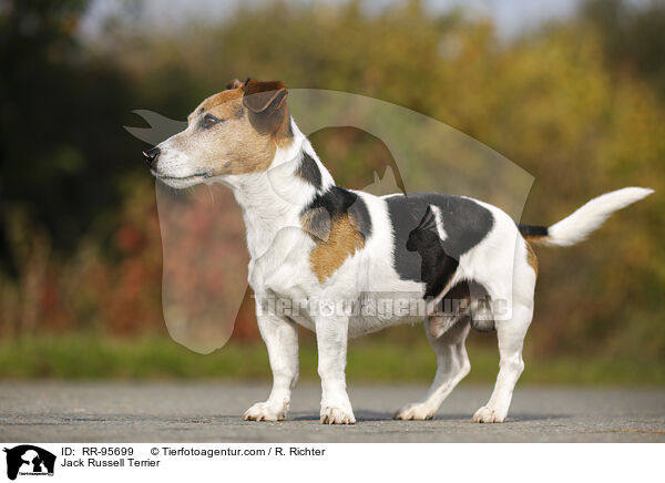 Jack Russell Terrier / RR-95699