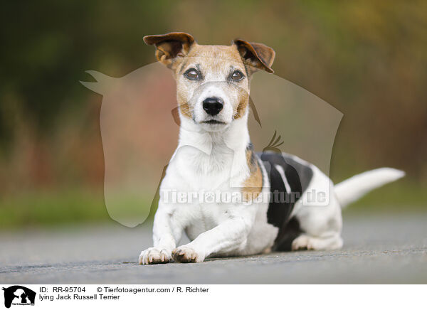 lying Jack Russell Terrier / RR-95704