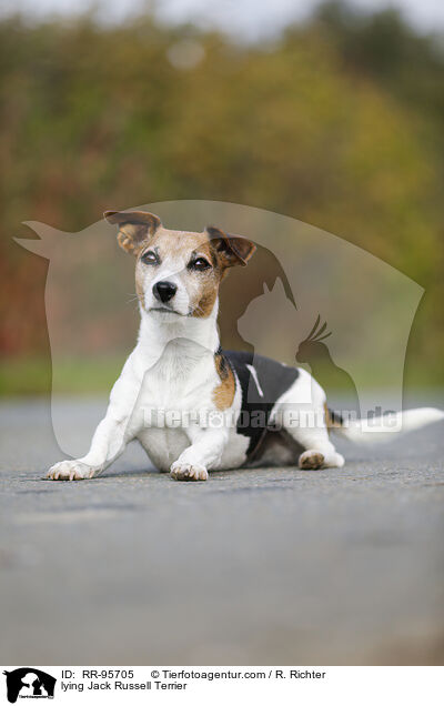 lying Jack Russell Terrier / RR-95705