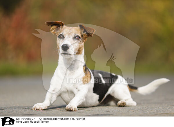 lying Jack Russell Terrier / RR-95707