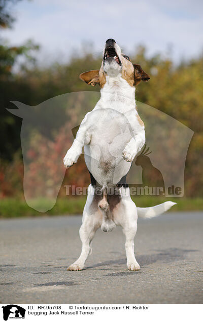 Jack Russell Terrier macht Mnnchen / begging Jack Russell Terrier / RR-95708
