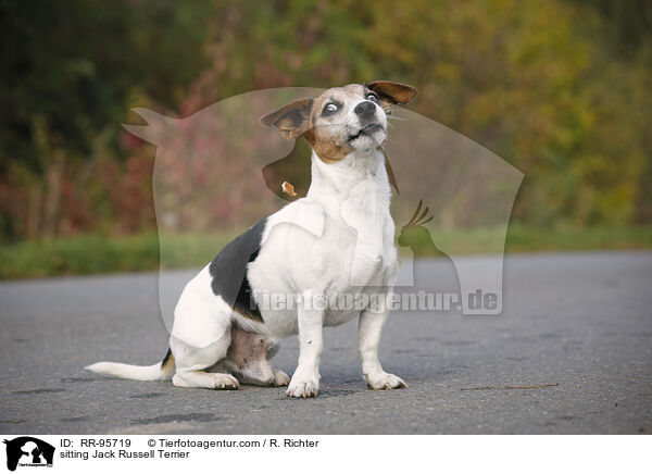 sitzender Jack Russell Terrier / sitting Jack Russell Terrier / RR-95719