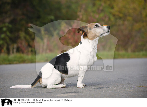sitzender Jack Russell Terrier / sitting Jack Russell Terrier / RR-95723