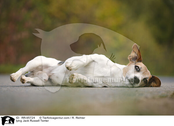 liegender Jack Russell Terrier / lying Jack Russell Terrier / RR-95724