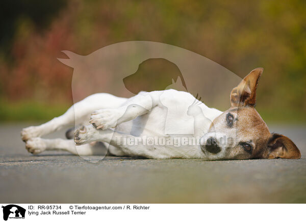 lying Jack Russell Terrier / RR-95734