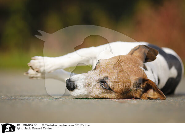 liegender Jack Russell Terrier / lying Jack Russell Terrier / RR-95736