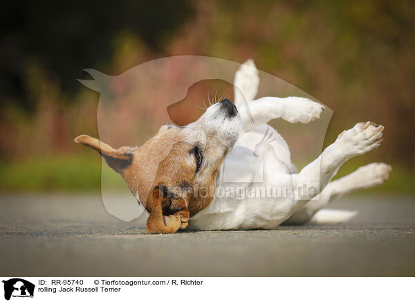 Jack Russell Terrier macht Rolle / rolling Jack Russell Terrier / RR-95740