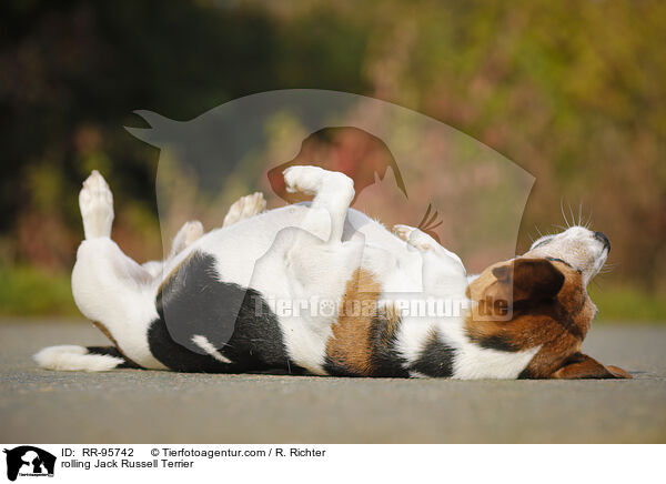Jack Russell Terrier macht Rolle / rolling Jack Russell Terrier / RR-95742