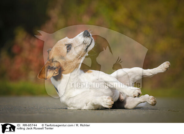 Jack Russell Terrier macht Rolle / rolling Jack Russell Terrier / RR-95744