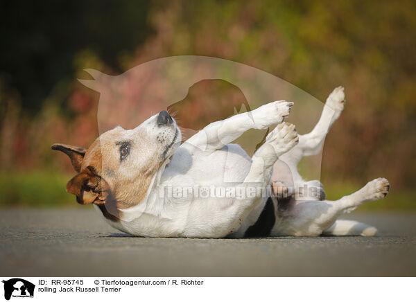 Jack Russell Terrier macht Rolle / rolling Jack Russell Terrier / RR-95745