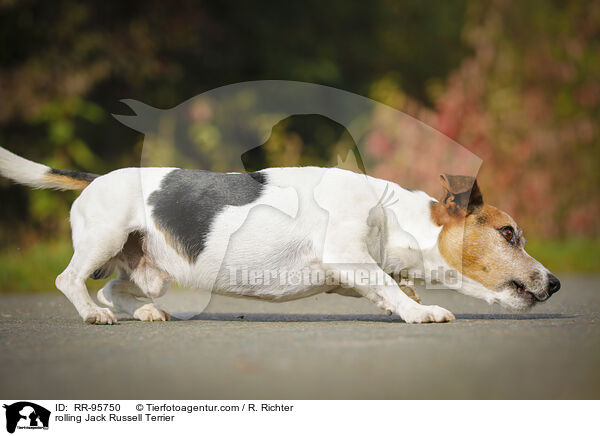 Jack Russell Terrier macht Rolle / rolling Jack Russell Terrier / RR-95750