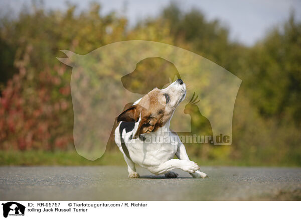 rolling Jack Russell Terrier / RR-95757