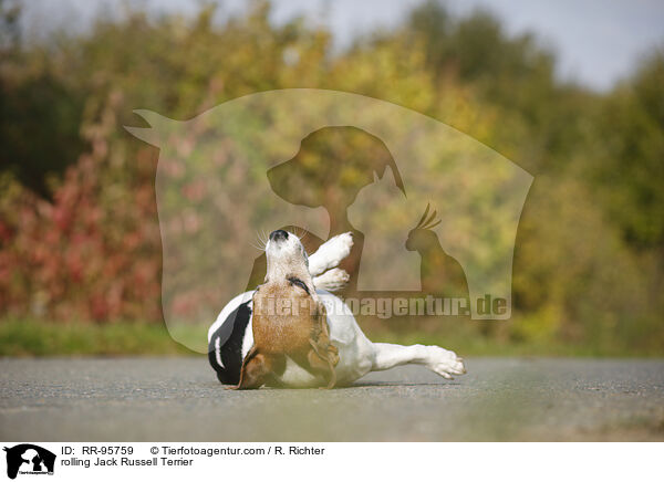 Jack Russell Terrier macht Rolle / rolling Jack Russell Terrier / RR-95759