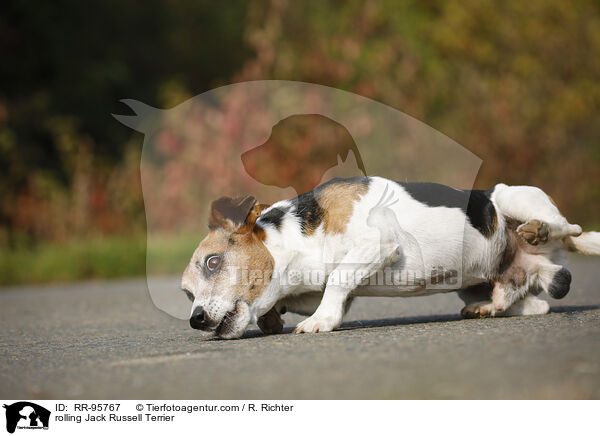 Jack Russell Terrier macht Rolle / rolling Jack Russell Terrier / RR-95767