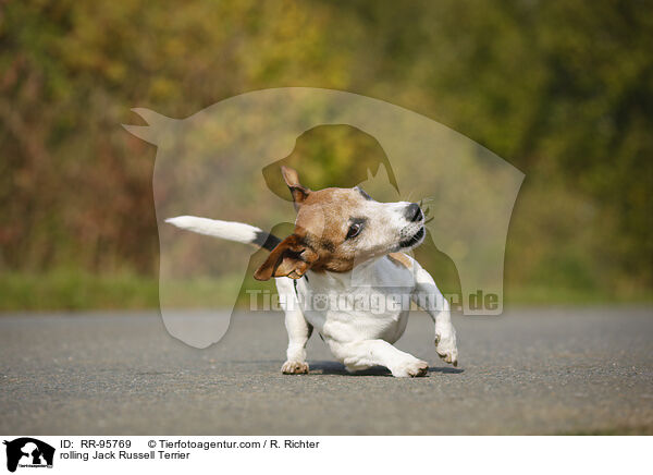 Jack Russell Terrier macht Rolle / rolling Jack Russell Terrier / RR-95769