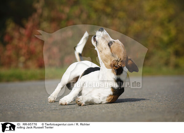 Jack Russell Terrier macht Rolle / rolling Jack Russell Terrier / RR-95776