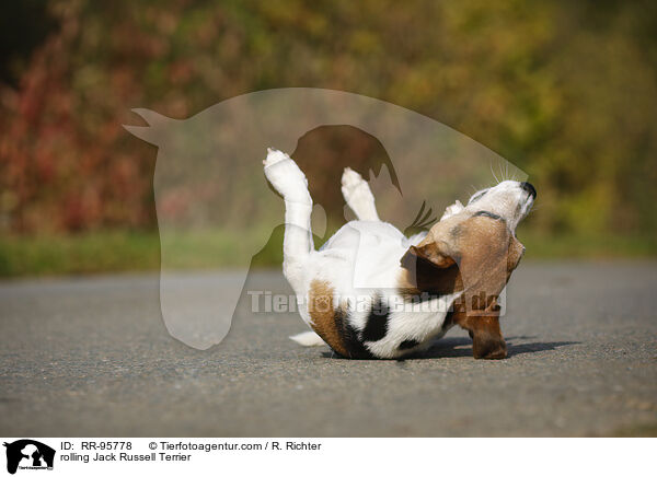 Jack Russell Terrier macht Rolle / rolling Jack Russell Terrier / RR-95778