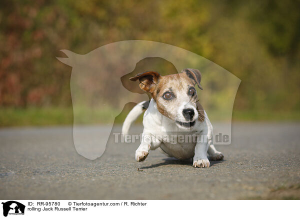 Jack Russell Terrier macht Rolle / rolling Jack Russell Terrier / RR-95780
