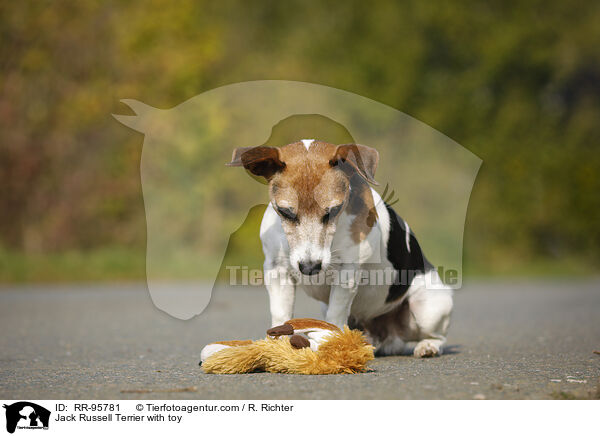 Jack Russell Terrier mit Spielzeug / Jack Russell Terrier with toy / RR-95781