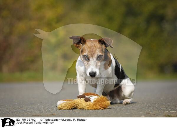 Jack Russell Terrier mit Spielzeug / Jack Russell Terrier with toy / RR-95782